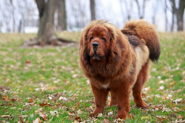 Dog breed Tibetan mastiff