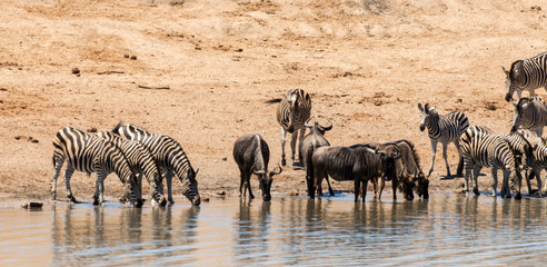 Zèbre de Burchell, Equus quagga burchelli, Gnou bleu, Connochaetes taurinus, Parc national Kruger, Afrique du Sud