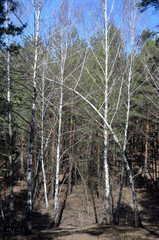 Forest in Kiev Region at spring