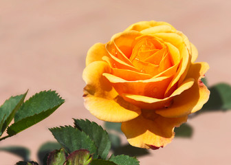 a single miniature rose in shades of pastel yellow and orange with a few leaves on a pale pink blurred background