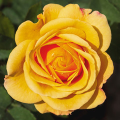 top view of a single golden yellow orange miniature rose flower with dewdrops on a background of blurred leaves and deep shadows