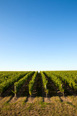 Fototapeta na wymiar Paysage de vigne en France sous le ciel bleu.