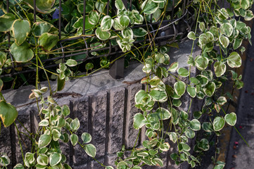 二ホンカナヘビ