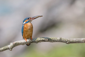 Amazimg portrait of common Kingfisher (Alcedo atthis)
