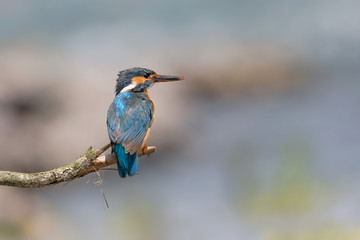 The common Kingfisher with river on background (Alcedo atthis)