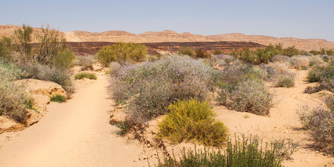 flowering bushes and an ironized sandstone hill in the makhtesh ramon crater in israel with the north rim an old pipeline road in the background