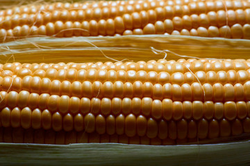 Three fresh corn cob. Close up