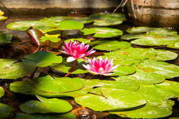 Leaves and flowers of pink water lily (Nymphaea) in the water, Blanes, Spain