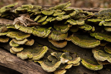 mushrooms on a tree trunk shallow depth of field, trunk with mushrooms covered with moss, photo of mushrooms on tree trunk in forest, many mushrooms on the stump, stray growths on the trunk