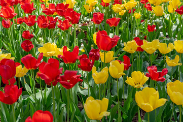 Beautiful colorful tulips in the park