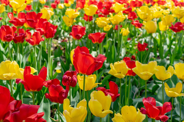 Fototapeta premium Beautiful colorful tulips in the park