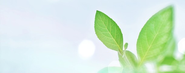 close up zoom shot fresh green leaves ,natural white background