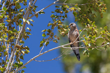 Common Kestrel (Falco tinnunculus): In late morning, while on return near Spituk village, found suddenly all small birds simply vanished. Up in the tree branch-found this Common Kestrel staring us.