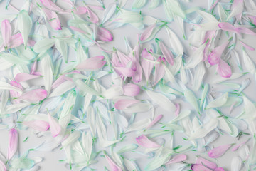 floral spring background of petals, decor for design, eco style