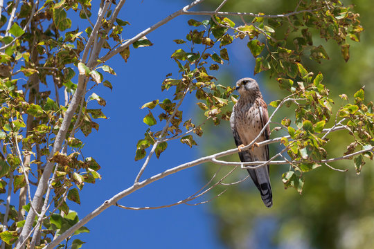 Common Kestrel (Falco tinnunculus): In late morning, while on return near Spituk village, found suddenly all small birds simply vanished. Up in the tree branch-found this Common Kestrel staring us.
