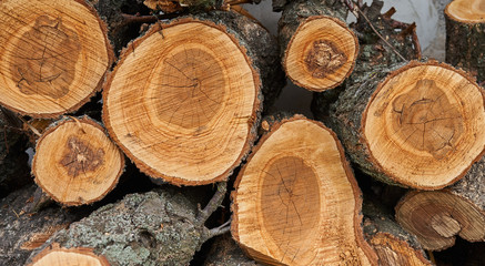 wood cut as background texture for artists