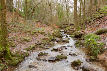 Small stream running through typical british woodland in winter
