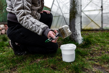 Whitewashing of fruit trees in spring. Care of the garden. Hand with a brush paints a tree to...