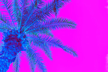 Bright blue holographic neon colored palm tree in abstract style on pink background. Night club...