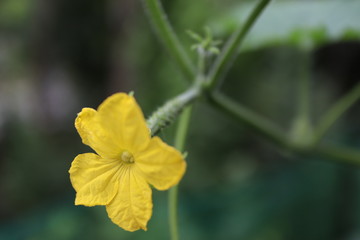 キュウリの花