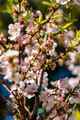 Abeille butinant les fleurs roses d'un arbuste au Jardin des Plantes de Montpellier, le plus ancien jardin botanique de France