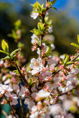 Abeille butinant les fleurs roses d'un arbuste au Jardin des Plantes de Montpellier, le plus ancien jardin botanique de France