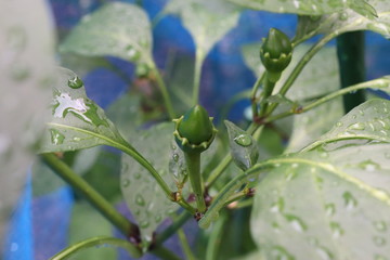 こどもピーマン