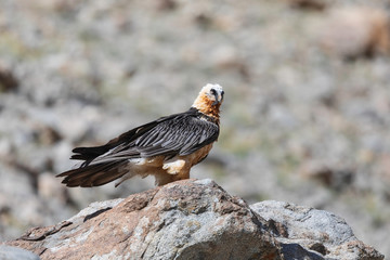 Bearded vulture or lammergeier at Ladakh