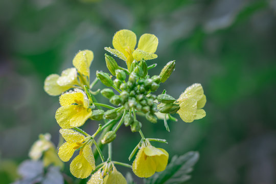 Sinapis arvensis, the charlock mustard in spring yellow blossom against a blurred green background. Close-up shot with tiny drops of dew.