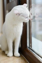 Cute white Scottish fold cat with blue eyes rest in front of window