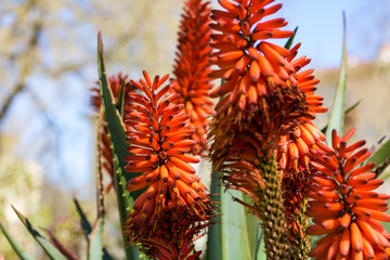 Aloe marlothii x ferox au printemps au Jardin des Plantes de Montpellier, le plus ancien jardin botanique de France