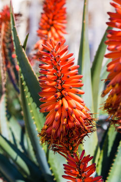 Aloe marlothii x ferox au printemps au Jardin des Plantes de Montpellier, le plus ancien jardin botanique de France