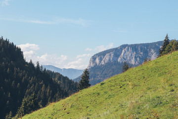 Fototapeta premium Berg, Alm, Wald, Landschaft, Natur, Sonne, wandern