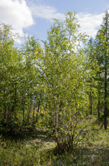 Green forest with pines, spruces, larches and birches. Bright summer day with blue sky