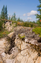 Green forest with pines, spruces, larches and birches. Bright summer day with blue sky
