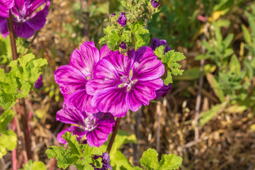 violett blühende Blumen