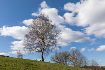 Obraz premium Birke im Frühling auf freiem Feld