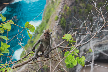 Monkey of Kelingking beach