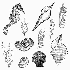 Flora and fauna of the seabed set. Underwater world of the ocean, hand drawn doodle outline. Seaweed, seahorse, shells for logo, icon, tattoo. Stock vector illustration isolated on white background.