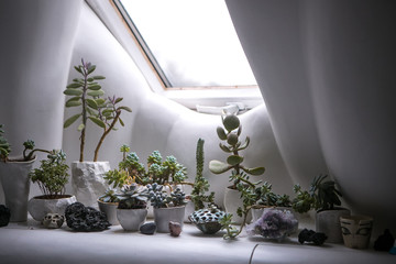 A small garden of succulents on a white windowsill with soft walls around it