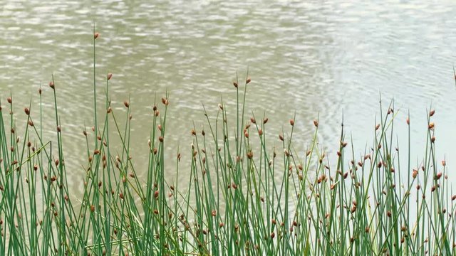 Closeup Schoenoplectus tabernaemontani commonly known as Scirpus validus