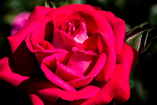 Beautiful pink rose. Close up picture of a beautiful pink rose.