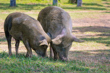 Couple of male and female dirty domestic pigs grazing at summer meadow. 