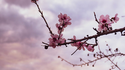 Almond blossoms in spring