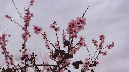 Almond blossoms in spring