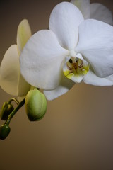 Blooming white orchid flowers with buds on a light background