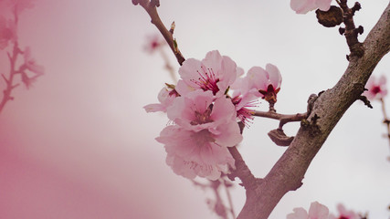Almond blossoms in spring