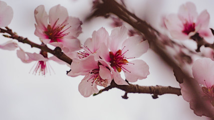 Almond blossoms in spring