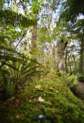 Fototapeta na wymiar Beautiful moss on a log in the New Zealand jungle