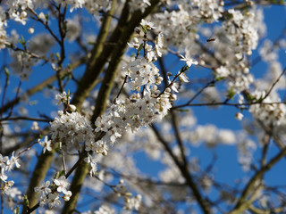 Prunus spinosa | Close up on blackthorn with its dark bark which contrast with buds and white flowers in early spring under a blue sky  